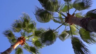 Güneşli arka planda tropik palmiye ağacı. Sahilde egzotik yeşil palmiye yaprakları sallanıyor. Rahatlamak, tatil, tropik konsept. Yüksek kaliteli FullHD görüntüler