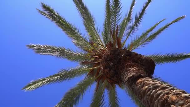Palma Tropicale Sfondo Cielo Soleggiato Esotici Foglie Palma Verde Ondeggiano — Video Stock