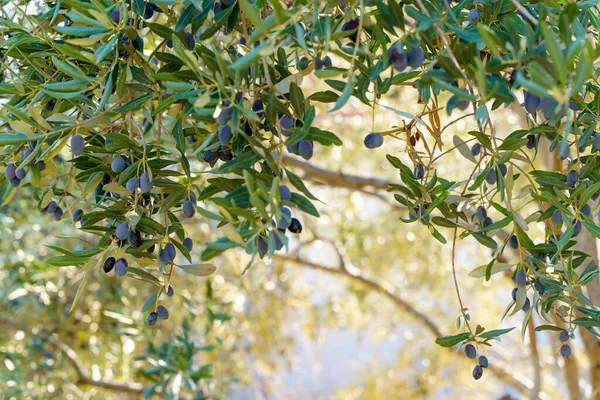 Olive garden background. Branches of olive trees under the sun on a farm in Italy or Greece for the production of oil. Agriculture, oil, food growing concept. High quality photo