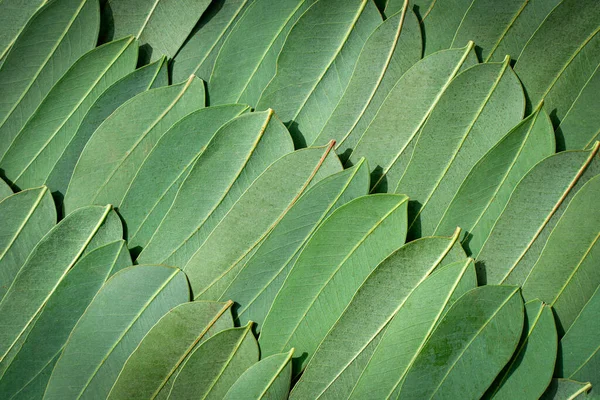 Eukaliptusz Hátrahagyja Múltat Friss Zöld Eukaliptusz Leveleket Mintázatban Helyezik Felszínen — Stock Fotó