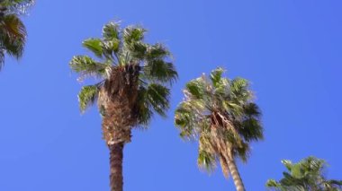 Güneşli arka planda tropik palmiye ağacı. Sahilde egzotik yeşil palmiye yaprakları sallanıyor. Rahatlamak, tatil, tropik konsept. Yüksek kaliteli FullHD görüntüler
