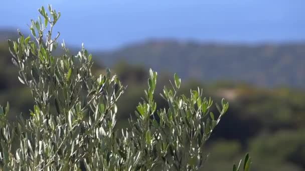 Přírodní Středomořská Krajina Olivovníky Zahradou Farmou Zemědělství Krajina Středomořská Příroda — Stock video
