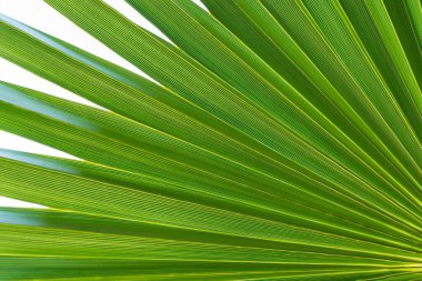 Avuç içi yaprağı. Doku ve egzotik botanik desenli tropik yeşil orman yaprağı. Dekorasyon, doğa, tropik konsept. - Evet. Yüksek kalite fotoğraf