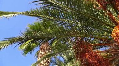 Güneşli arka planda tropik palmiye ağacı. Sahilde egzotik yeşil palmiye yaprakları sallanıyor. Rahatlamak, tatil, tropik konsept. Yüksek kaliteli FullHD görüntüler