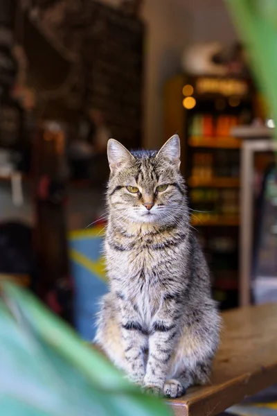一只长相严肃而严肃的有趣的猫坐在街边咖啡馆的桌子上 街上的宠物 高质量的照片 — 图库照片