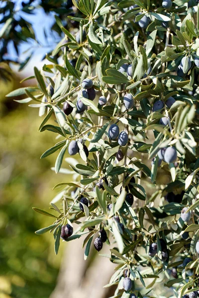 Tło Ogrodu Oliwnego Gałęzie Drzew Oliwnych Pod Słońcem Farmie Włoszech — Zdjęcie stockowe