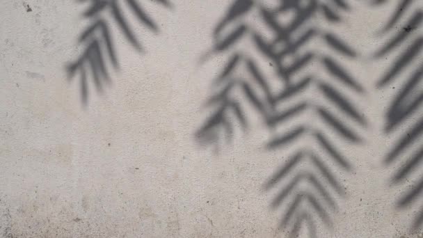 Verschwommener Schatten Palmblatt Hintergrund Tropische Pflanze Auf Sonniger Weißer Wandoberfläche — Stockvideo