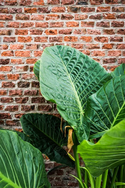 Tropical green plant on the background of a brick wall in the interior of a home garden. Home jungle design concept. High quality photo