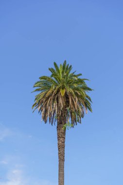 Palmiye manzarası. Yazın güneşli mavi gökyüzünün arka planına karşı ormanların çalılıklarında yaprakları olan tropik palmiye ağaçları. Doğa, tatil, rahatlama konsepti. Yüksek kalite fotoğraf