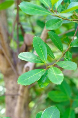 Mate leaf is a plant growing on a farmers plantation. Traditional Argentinean hot tea drink. High quality photo clipart