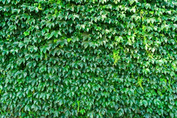 Green plant wall background. Natural bush leaf for design garden . High quality photo