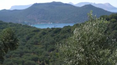 Zeytin ağaçları, bahçe ve çiftliği olan doğal Akdeniz manzarası. Tarım, kırsal kesim, Akdeniz doğa kavramı. Yüksek kaliteli FullHD görüntüler