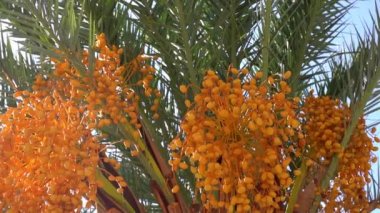 Date palm with dates ripening on the branches. Tropical plantation and farm. Exotic fruits, plants and nature. High quality FullHD footage