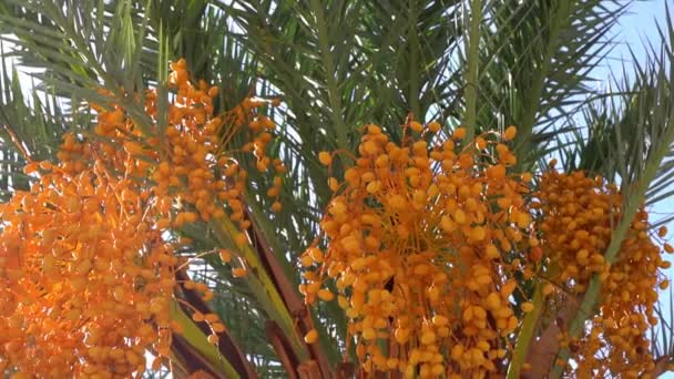 Date Palm Dates Ripening Branches Tropical Plantation Farm Exotic Fruits — Stok video