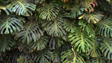 Green thicket jungle with monstera leaves background. Tropical flora and plants. High quality FullHD footage