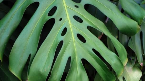 Green Thicket Jungle Monstera Leaves Background Tropical Flora Plants High — Vídeo de Stock