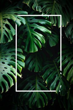  Orman duvarı arka planı. Yeşil tropikal palmiye yaprakları ve dev yapraklar. - Evet. Yüksek kalite fotoğraf