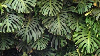 Green thicket jungle with monstera leaves background. Tropical flora and plants. High quality FullHD footage