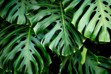  Orman duvarı arka planı. Yeşil tropikal palmiye yaprakları ve dev yapraklar. - Evet. Yüksek kalite fotoğraf