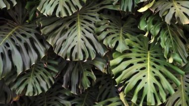 Green thicket jungle with monstera leaves background. Tropical flora and plants. High quality FullHD footage