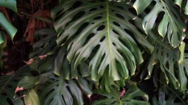 Green thicket jungle with monstera leaves background. Tropical flora and plants. High quality FullHD footage