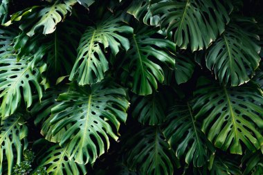  Orman duvarı arka planı. Yeşil tropikal palmiye yaprakları ve dev yapraklar. - Evet. Yüksek kalite fotoğraf