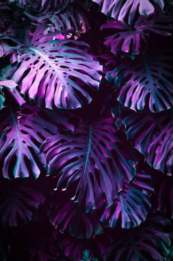  Orman duvarı arka planı. Yeşil tropikal palmiye yaprakları ve dev yapraklar. - Evet. Yüksek kalite fotoğraf