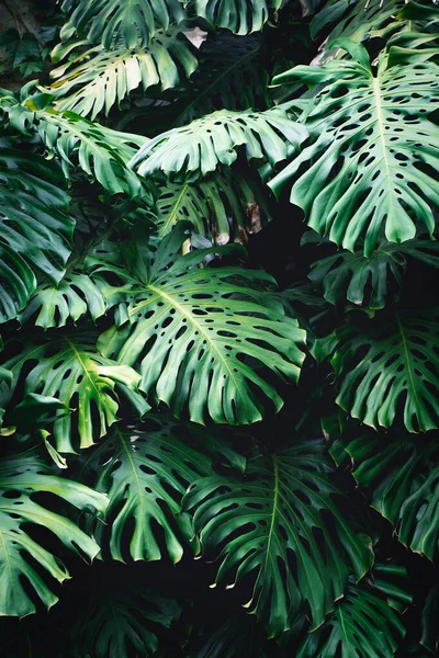 Jungle wall background. Green tropical palm leaves with monstera foliage forest. . High quality photo