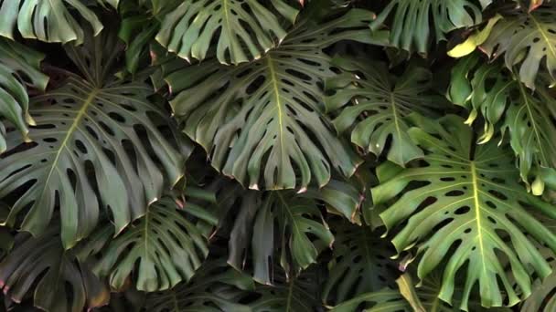 Зелені Густі Джунглі Листя Монстрів Фоні Тропічна Флора Рослини Високоякісні — стокове відео