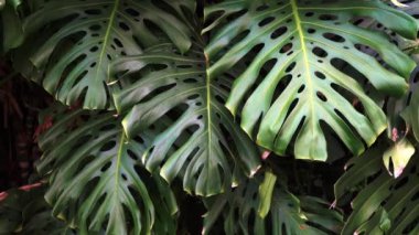 Green thicket jungle with monstera leaves background. Tropical flora and plants. High quality FullHD footage