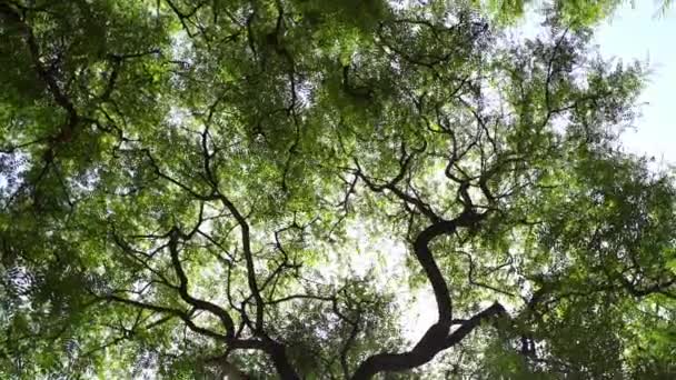 Джунгли Тропический Лес Зеленым Фоном Верхушки Деревьев Высокие Деревья Ярко — стоковое видео