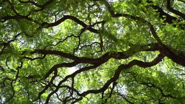 Jungle Tropisch Bos Met Groene Boomtop Achtergrond Prachtige Hoge Bomen — Stockvideo