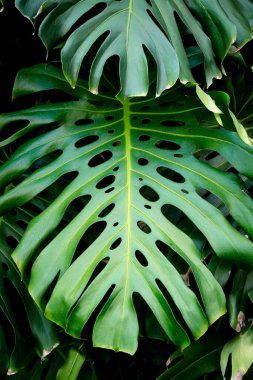  Orman duvarı arka planı. Yeşil tropikal palmiye yaprakları ve dev yapraklar. - Evet. Yüksek kalite fotoğraf