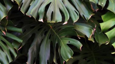 Green thicket jungle with monstera leaves background. Tropical flora and plants. High quality FullHD footage