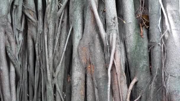 Ficus Tree Roots Growing Tropical Trees Roots Nature Plants Environment — Stockvideo