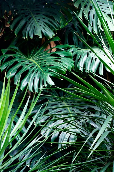 Jungle wall background. Green tropical palm leaves with monstera foliage forest. . High quality photo
