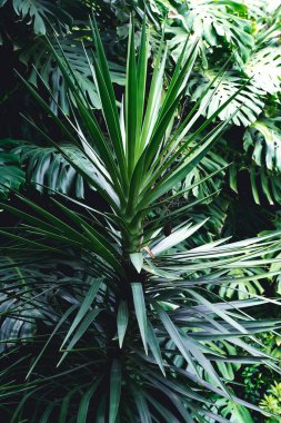  Orman duvarı arka planı. Yeşil tropikal palmiye yaprakları ve dev yapraklar. - Evet. Yüksek kalite fotoğraf