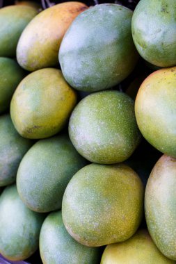 Ripe green mangoes at the fruit market. Harvest of exotic sweet mangoes and fruits. Selected focus. High quality photo