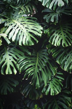  Orman duvarı arka planı. Yeşil tropikal palmiye yaprakları ve dev yapraklar. - Evet. Yüksek kalite fotoğraf