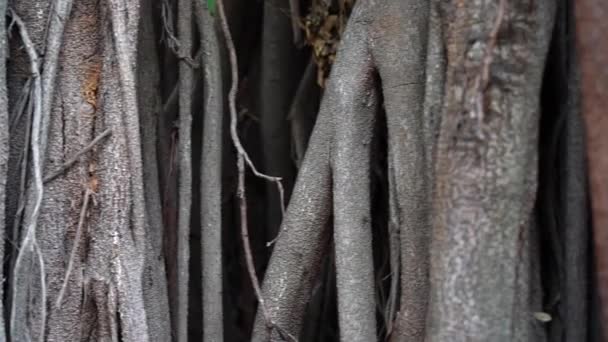 Ficus Tree Roots Growing Tropical Trees Roots Nature Plants Environment — Stockvideo