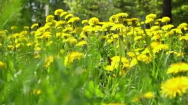 Güneşin altındaki yeşil çimlerde karahindiba tarlası. Yüksek kaliteli FullHD görüntüler