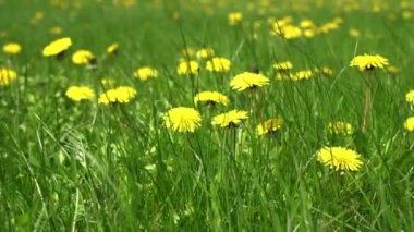 Güneşin altındaki yeşil çimlerde karahindiba tarlası. Yüksek kaliteli FullHD görüntüler