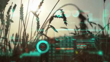 Tarım sektörü konsepti. Analitik veriler ve büyüme grafikleri bir buğday tarlasının arka planına karşı. Yüksek kalite 4k görüntü