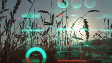 Tarım sektörü konsepti. Analitik veriler ve büyüme grafikleri bir buğday tarlasının arka planına karşı. Yüksek kalite 4k görüntü