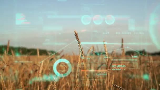 Tarım Sektörü Konsepti Analitik Veriler Büyüme Grafikleri Bir Buğday Tarlasının — Stok video