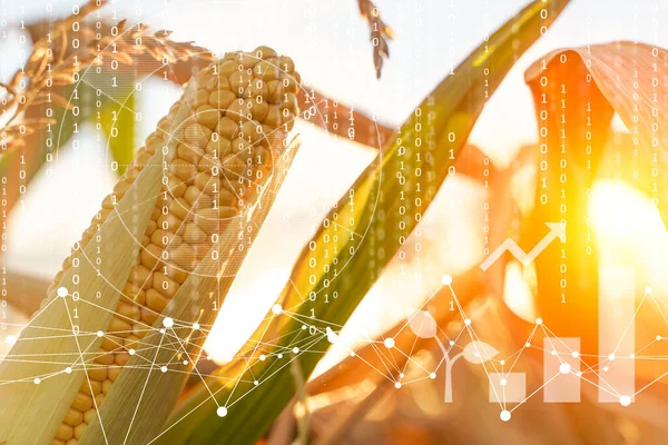 Tecnologias Agrícolas Fazenda Milho Com Dados Holográficos Biológicos Tecnologia Análise — Fotografia de Stock