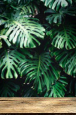 Akıllı telefondaki tahta masa, orman duvarı dikey arkaplanı. Bulanık yeşil tropikal palmiye yaprakları ve canavar yaprakları. Seçili odak. Yüksek kalite fotoğraf