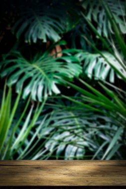 Akıllı telefondaki tahta masa, orman duvarı dikey arkaplanı. Bulanık yeşil tropikal palmiye yaprakları ve canavar yaprakları. Seçili odak. Yüksek kalite fotoğraf