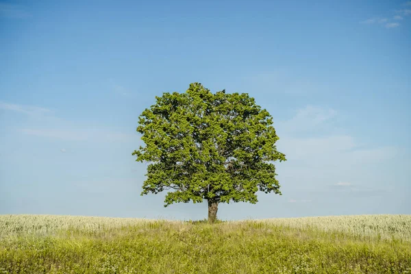 Tumbuh Pohon Lapangan Dan Perubahan Iklim Bumi Alam Konsep Perlindungan Stok Gambar
