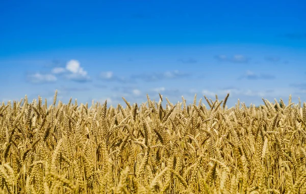 Ladang Gandum Seperti Bendera Ukraina Backgroundagricultural Field Rye Wheat Summer Stok Lukisan  